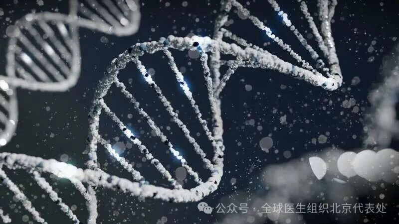 低碳水高脂饮食是否会升高坏胆固醇？DIETFITS研究揭示基因决定代谢差异 饮食反应因人而异